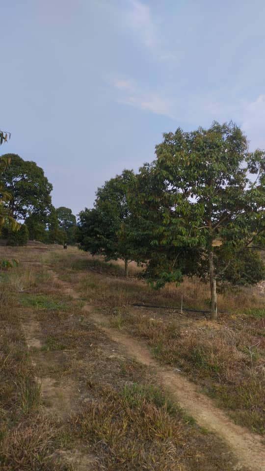 26.8 acres Freehold Durian Land Beside Mainroad - Image 1