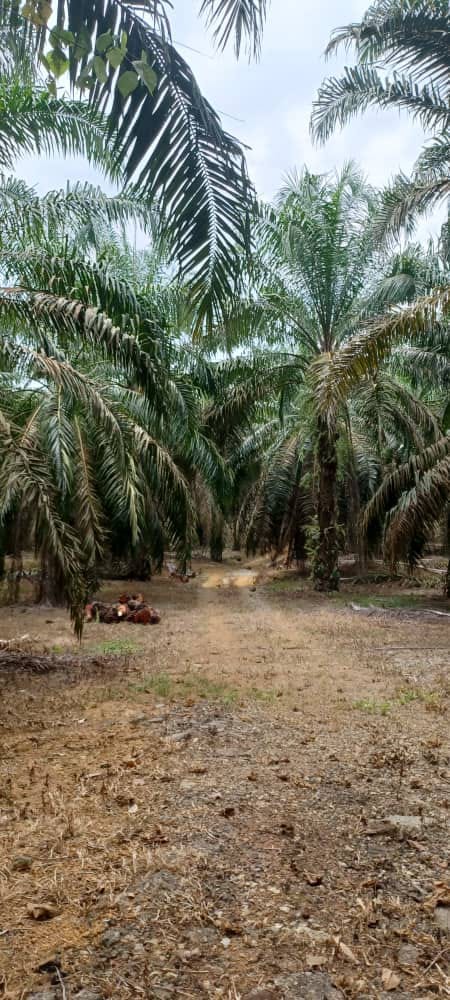 TELOK RAJA FREEHOLD AGRICULTURAL LAND FOR SALE